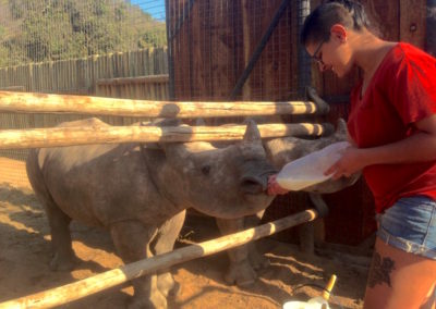 volunteer feeding baby rhino