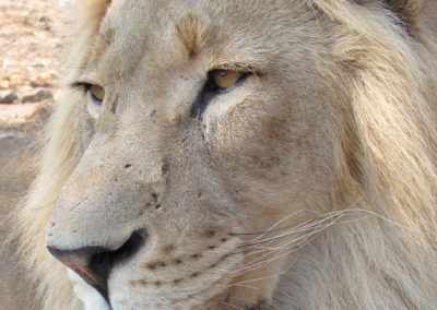 Close up of Lion face