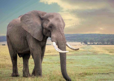 Elephant closeup in grassland
