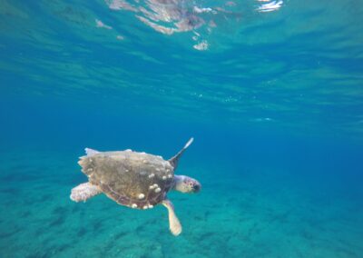 Turtle swimming in deep blue Greek sea