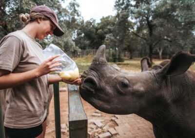 ACE - Feeding a Rhino